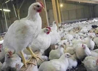 دراسة جدوى مشروع تسمين الدجاج تسمين الدجاج