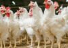 مشروع تربية الدجاج البياض