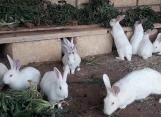 فكرة مشروع تربية الارانب