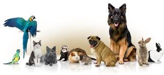 مشروع بيع حيوانات اليفه