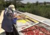 – مشروع تجفيف الفواكه