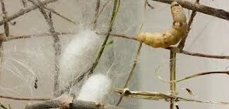 مشروع انتاج الحرير الطبيعي