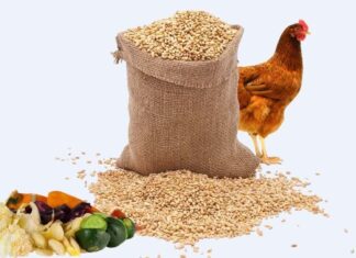 مشروع انتاج علف الدجاج