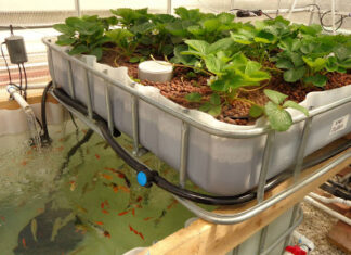 مشروع الاكوابونيك لانتاج الاسماك والخضر والفواكه في اسطح المنازل